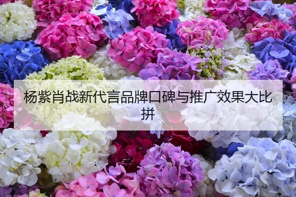 杨紫肖战新代言品牌口碑与推广效果大比拼